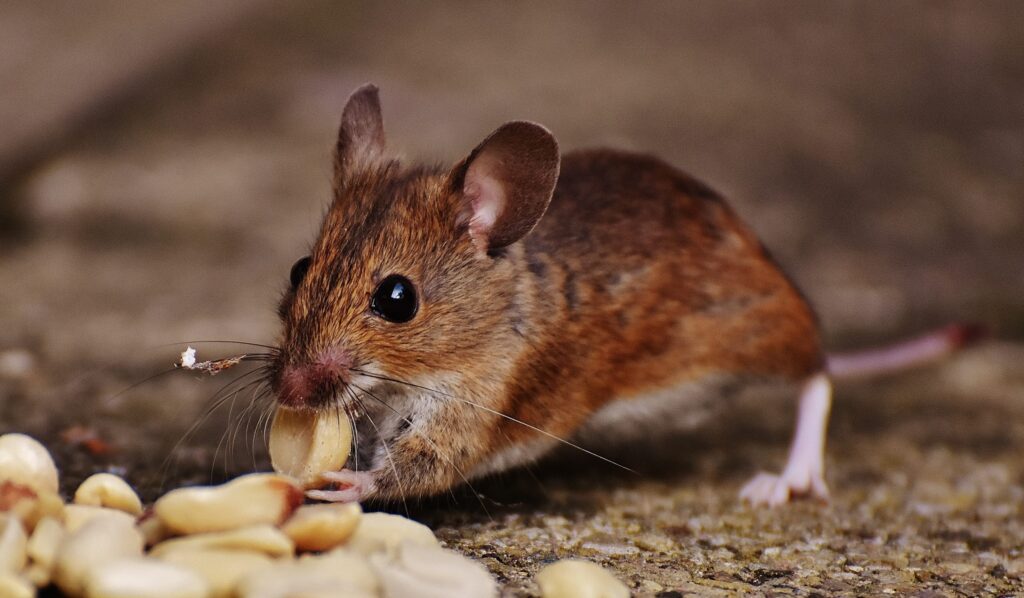 Closeup of mouse.