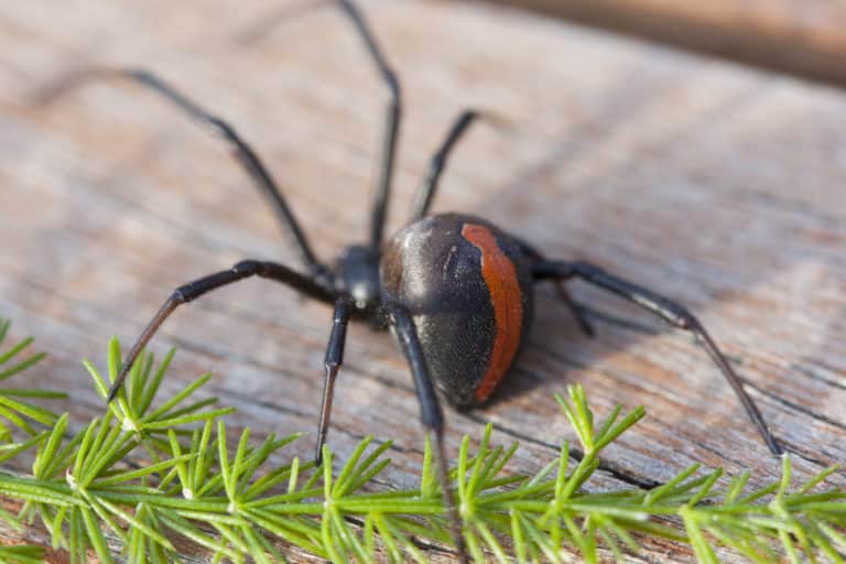 Back of redback spider.