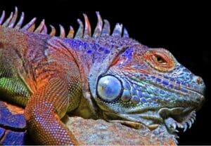 A brightly coloured lizard demonstrates that we can change.