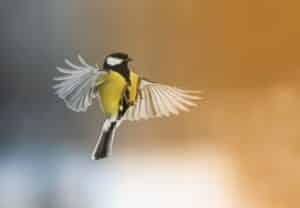 A bird in flight with wings open.