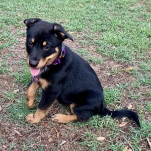 A photo of Evie, the little puppy who is the subject of this article.