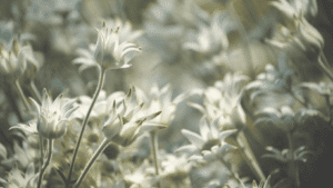 A national symbol for mental health awareness in Australia, representing resilience and self-care, perfect for dealing with trauma and loss.