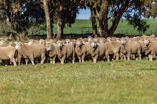 Glen-Iris-Stud_3I7A3193_DIGITAL