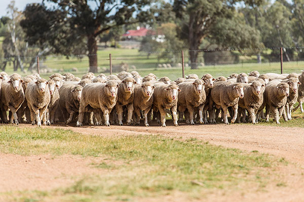 Glen-Iris-Stud_3I7A3272_DIGITAL