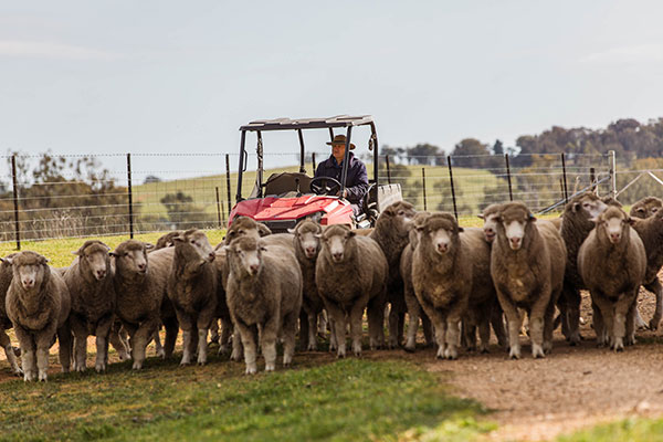 Glen-Iris-Stud_3I7A3286_DIGITAL