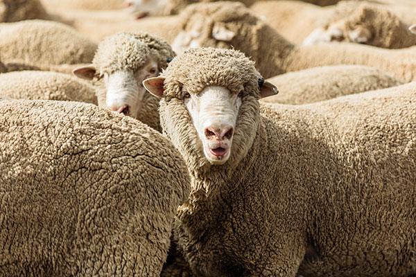 Glen-Iris-Stud_3I7A3351_DIGITAL