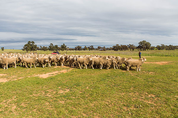 Glen-Iris-Stud_IMG_2656_DIGITAL