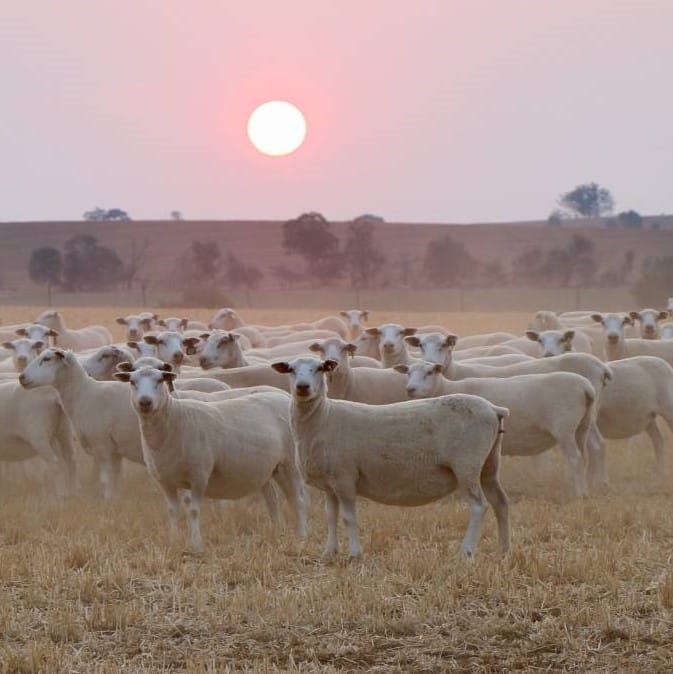 SPA welcomes launch of world-first meat yield & IMF lamb grid