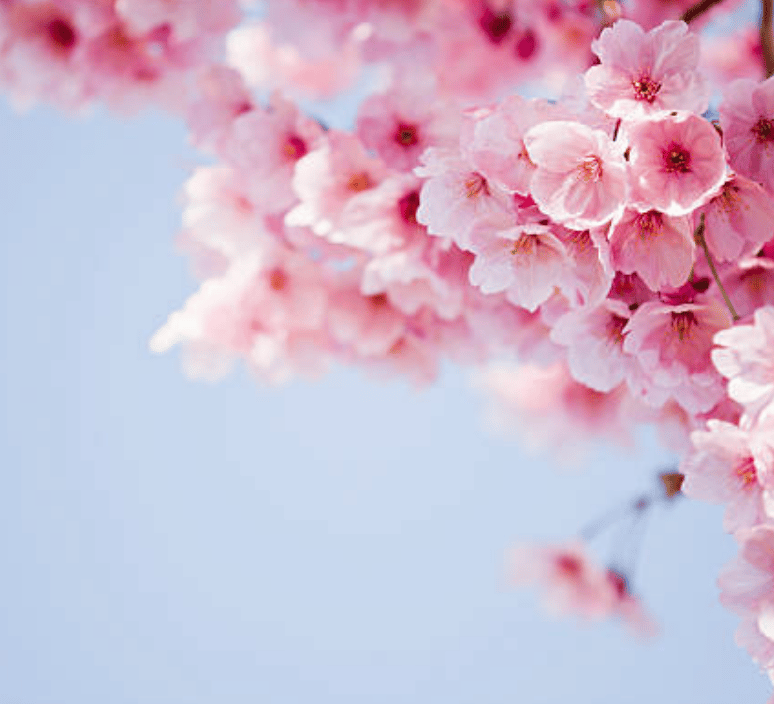 Pink cherry blossoms or flowering tree