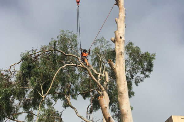 tree-removal