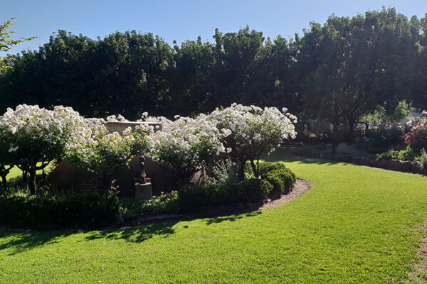 lawn-20181110_084142