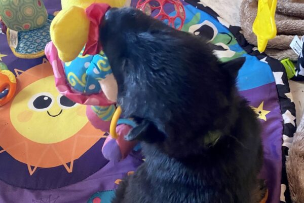 Photo 3-1-20, 17 11 59