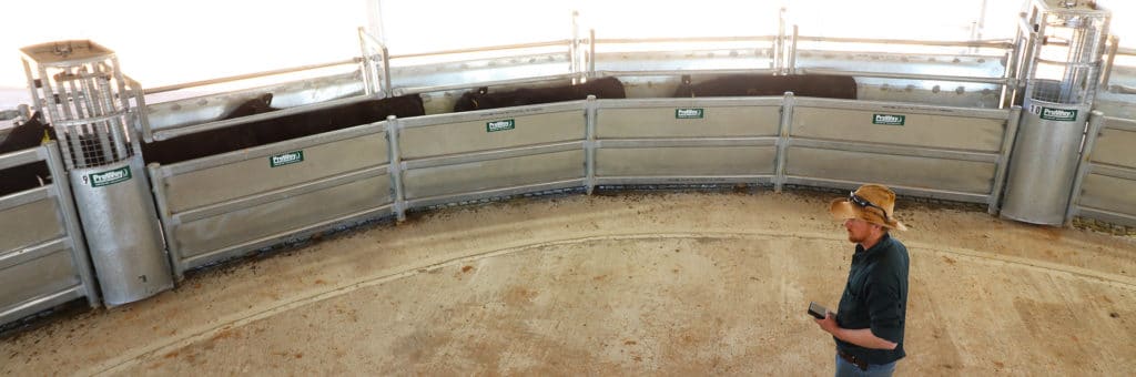 Pneumatic and Remote Cattle Handling - ProWay