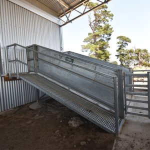 Concrete Ramp to Shearing Shed - ProWay Livestock Equipment