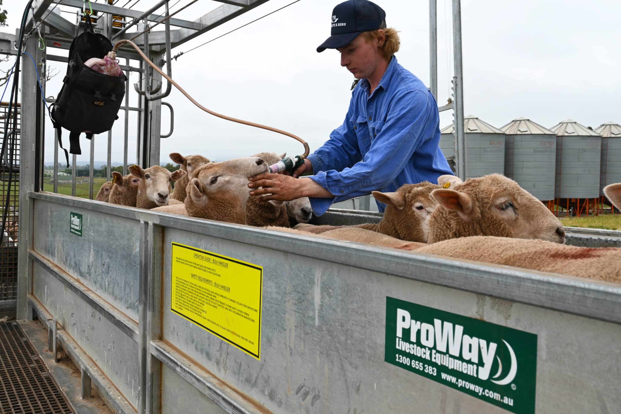 Sheep Bulk Handler - ProWay | 25+ Years Quality Experience