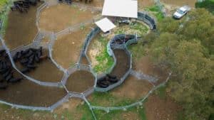 Cattle yards designed and installed by ProWay 
