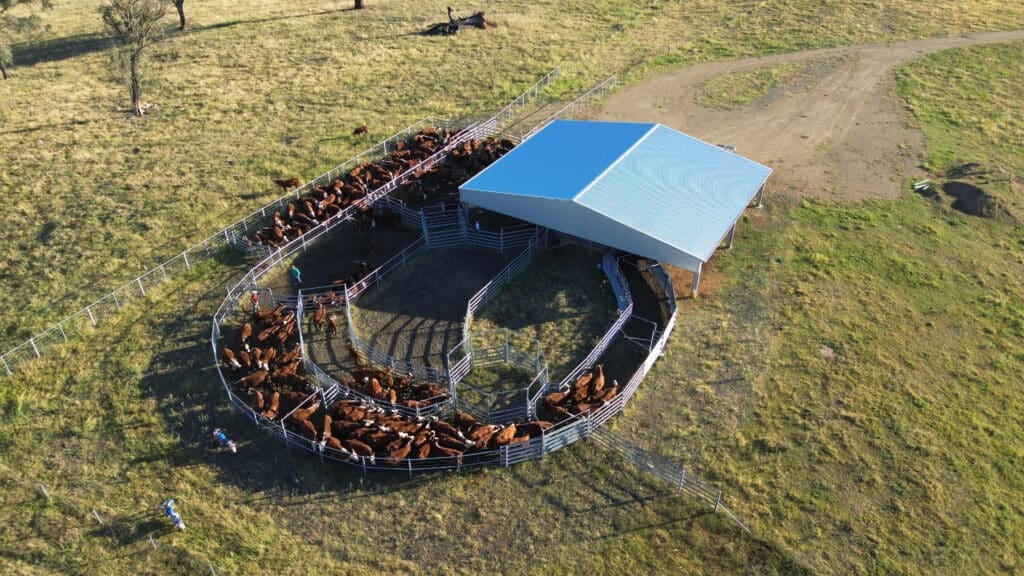 Yavenvale Herefords Cattle Yards