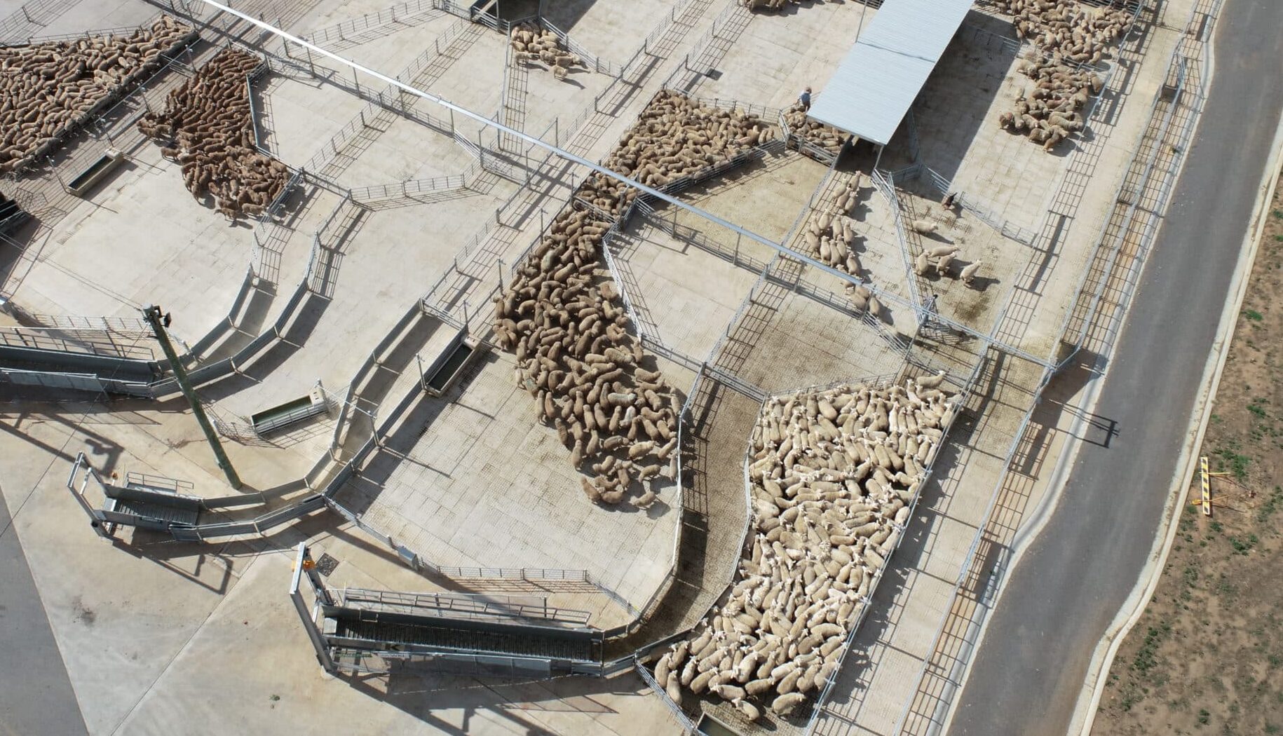 Sheep Loading Ramps - ProWay | 20+ Years Quality Experience