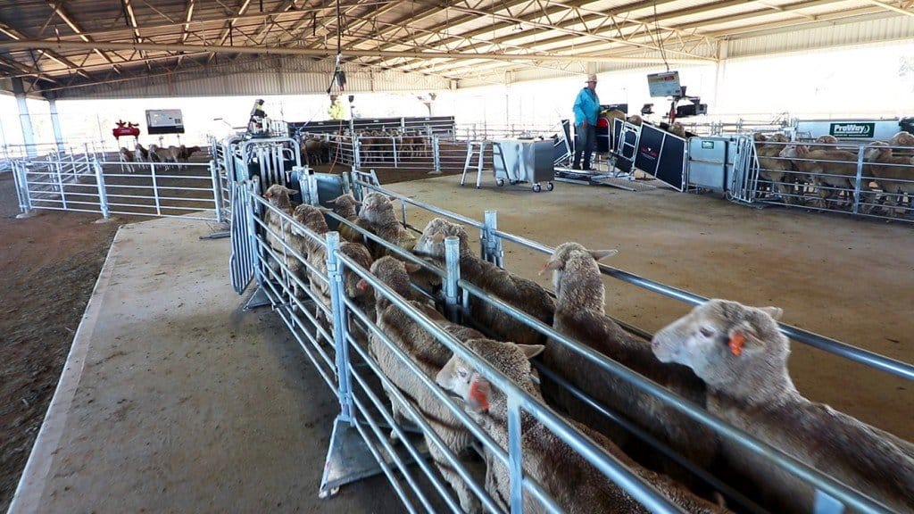 The 5 Pieces of Sheep Handling Equipment you need to Manage your Herd ...