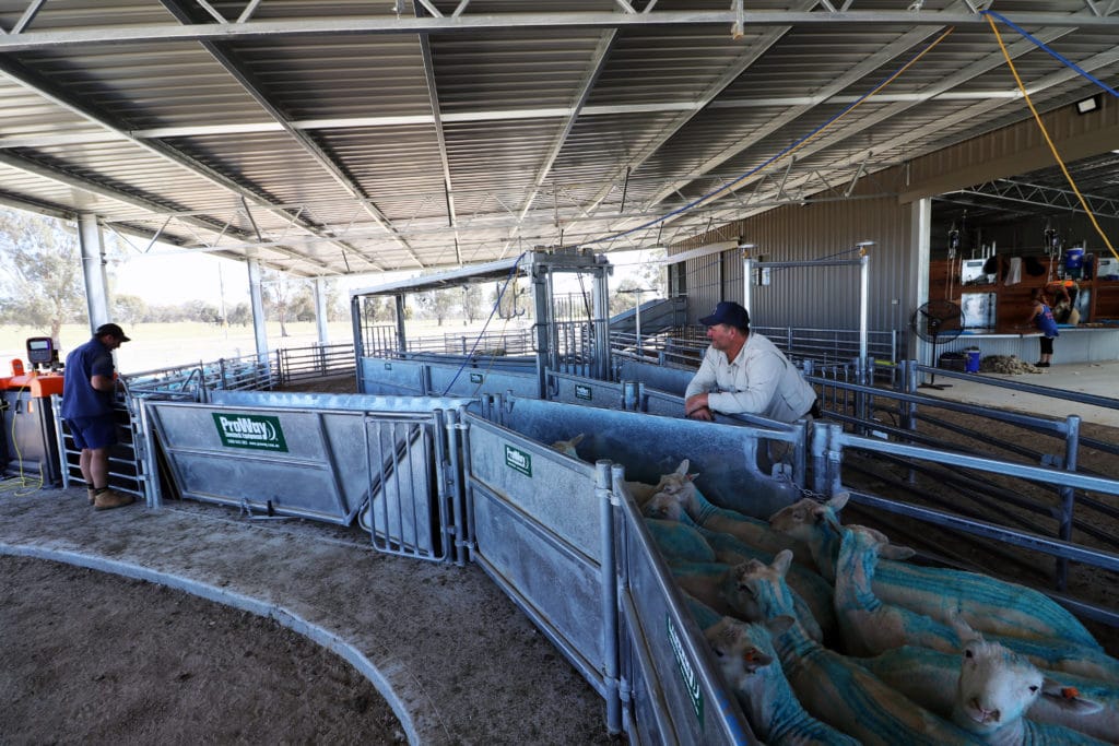 ProWay livestock facility designs use natural livestock movement principles to create a smoother, safer working environment for both animals and handlers