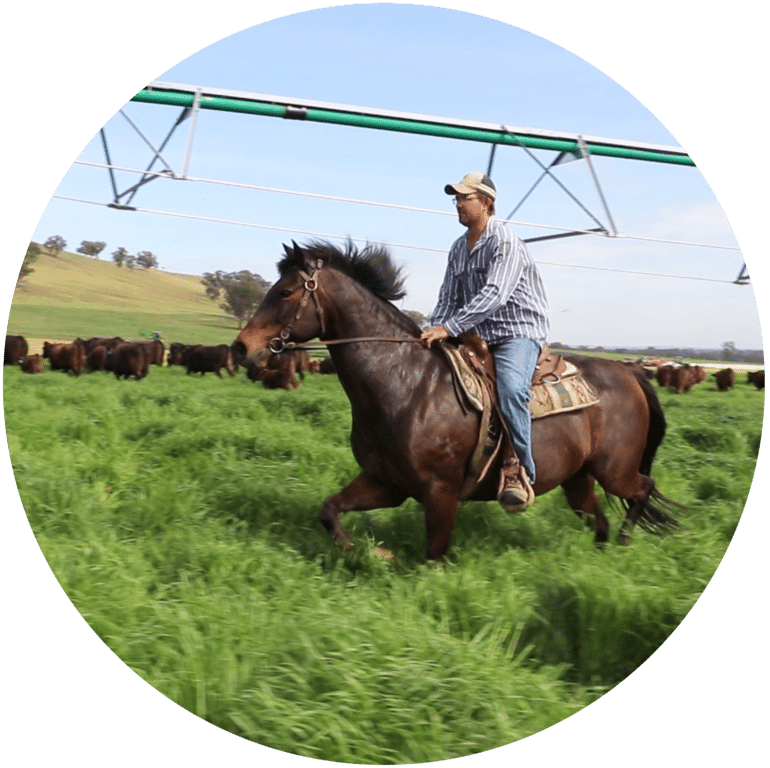 ProWay Cattle Handling Equipment Testimonial