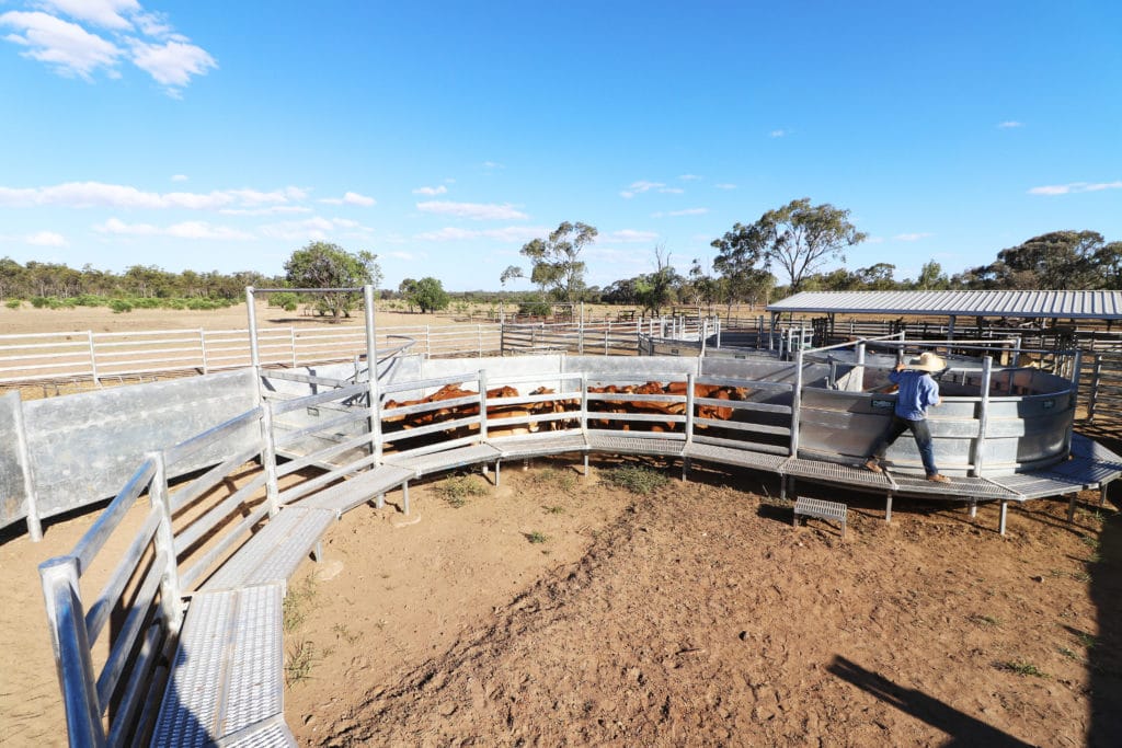 PRoWay livestock facility design services ensure you have the right livestock handling equipment for your operation