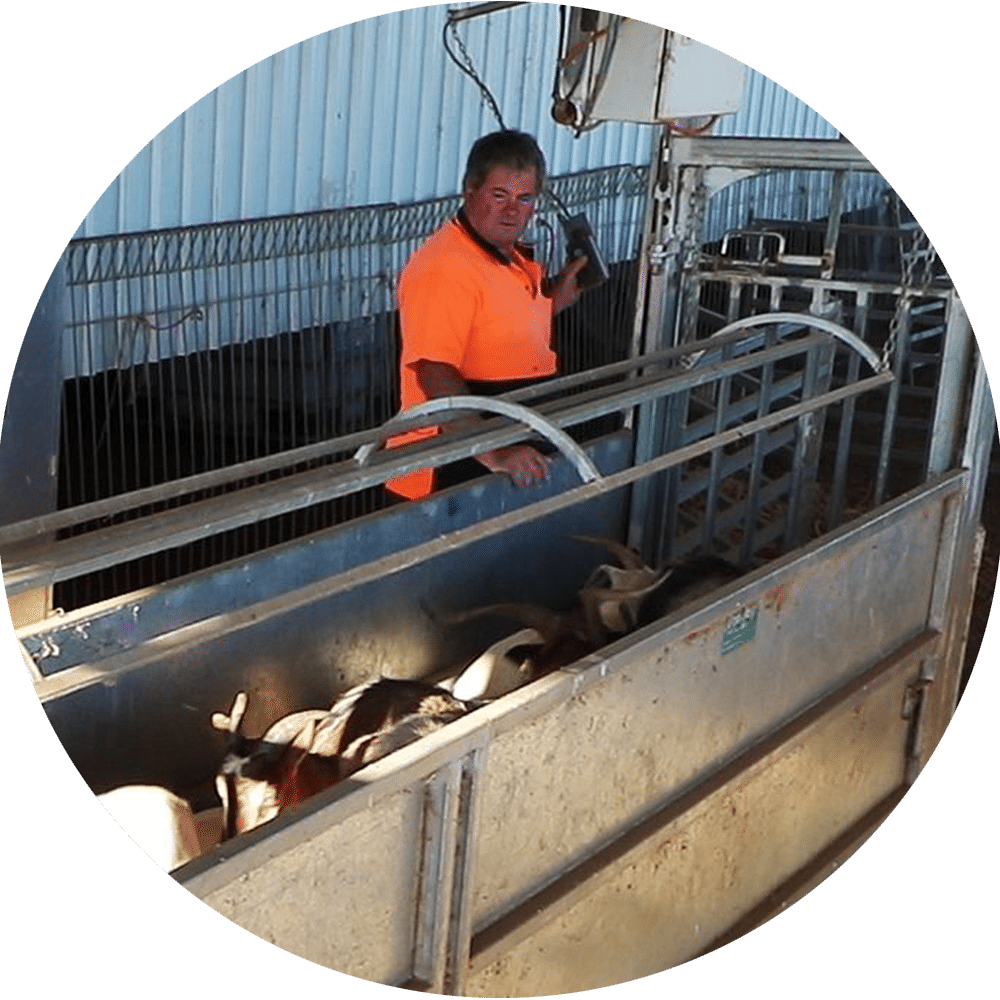 ProWay customer with his goats in a ProWay designed goat handling system