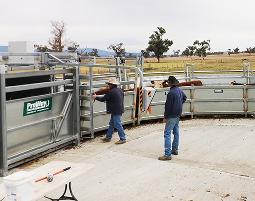 ProWay integrated livestock corral solutions include design and planning, budgeting, manufacture, and site installation