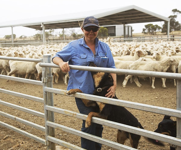Livestock handling facilities designed to fit your current and future needs