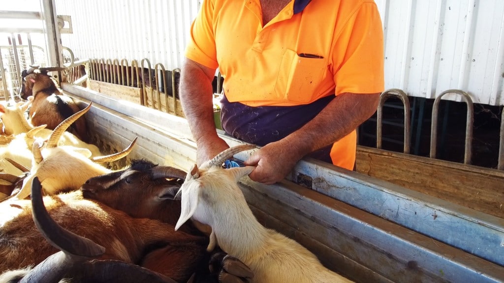 The right goat handling system is designed for each goat rancher's unique enterprise