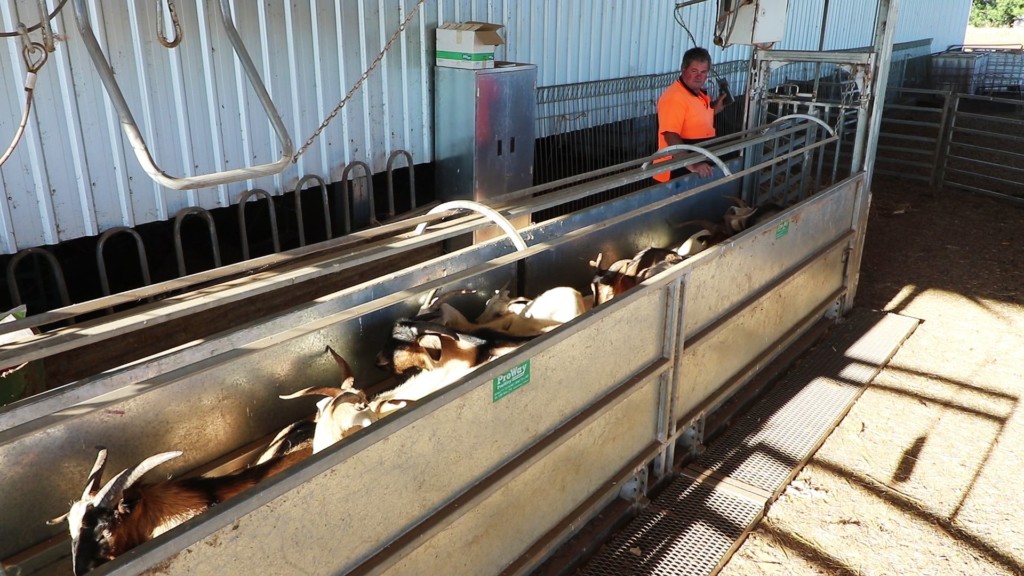 Goat handling equipment | Bulk goat handler with goats loaded