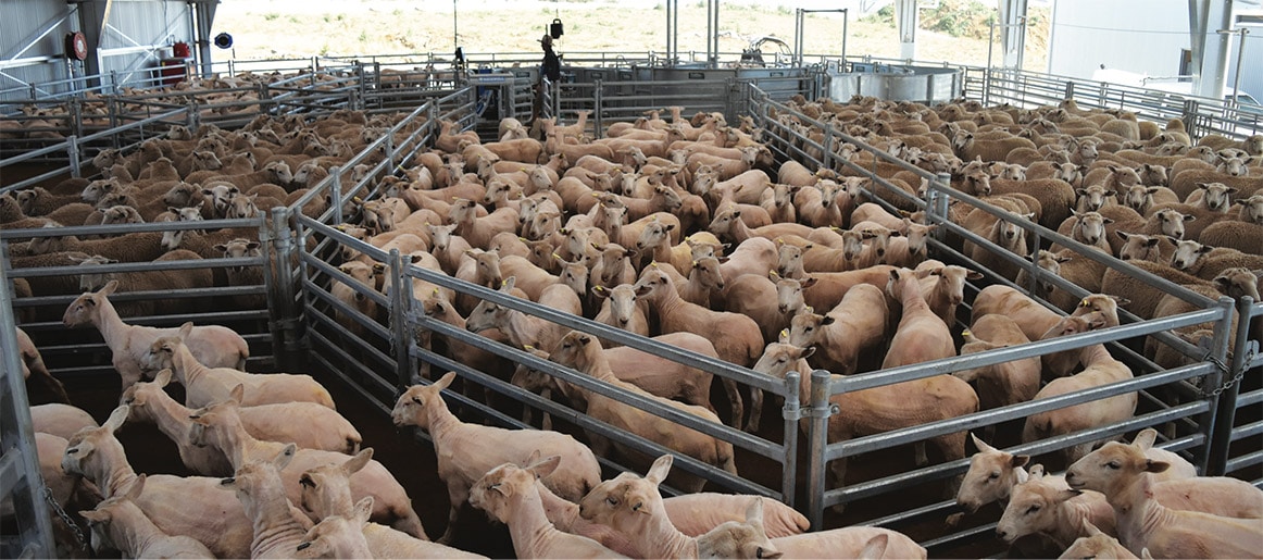 Pneumatic sheep handling equipment from ProWay increases labor efficiency and safety