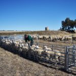 Work sheep in the pasture easily
