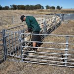 Portable corrals for sheep provide multiple panel layouts