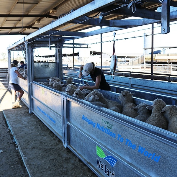 Work 20-30 head of sheep or goats at a time easily with one or more operators in the 40ft sheep & goat bulk handler