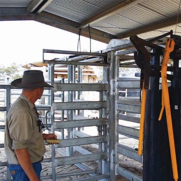 A pneumatic cattle sorting alley with a metal frame, sorting gates, and a handheld remote control for automatic and remote operation