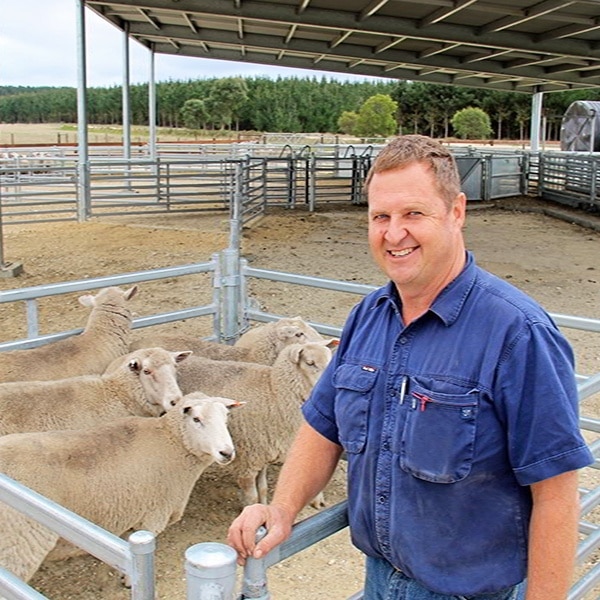 Sheep rancher with 5 head of sheep in the Diamond Sheep Sorting Pen