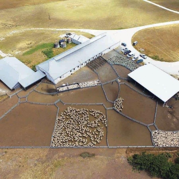 Sheep yard set-up using ProWay permanent sheep corral panels