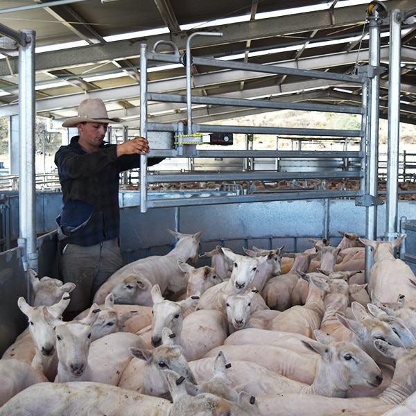 The curved tub section of the ProWay Sheep Crowding Tub & Alley System promotes stock flow