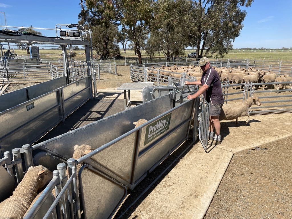 The ProWay Adjustable V Sheep Sorting Alley moves sheep in single file