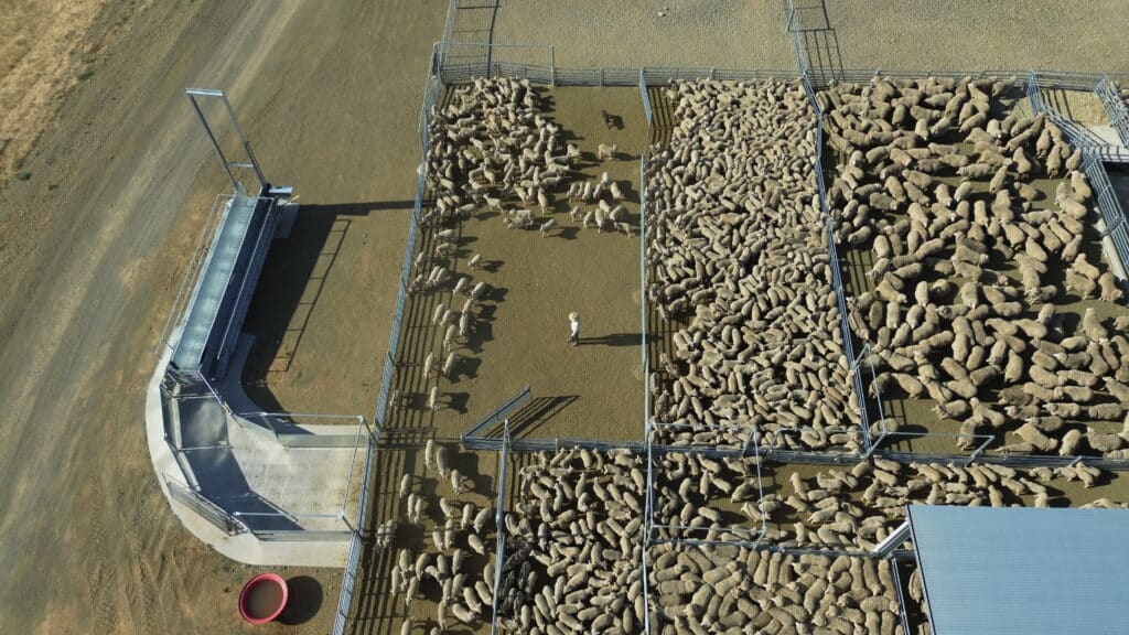 Princples of design ProWay livestock handling