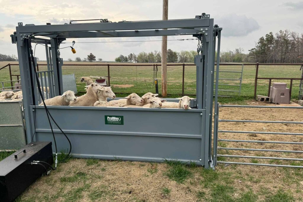10ft bulk sheep goat handler can be used with sheep and goats