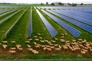 Solar Grazing