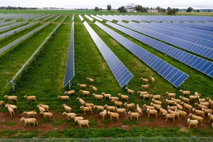 Solar Grazing
