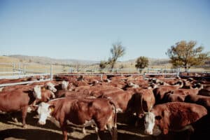 cattle holding pens 