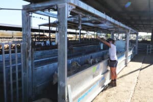 ProWay Sheep and Goat Bulk Handler