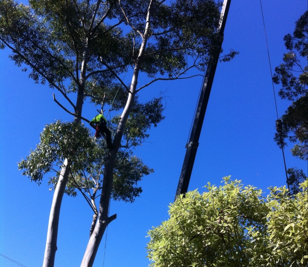 tree removal wagga wagga