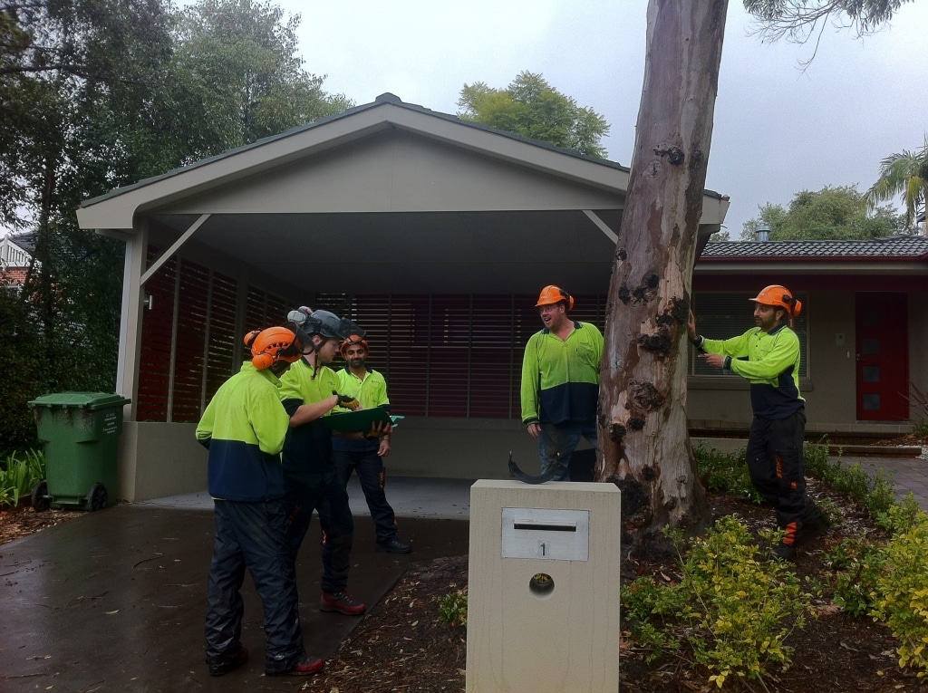 planning tree removal with workers