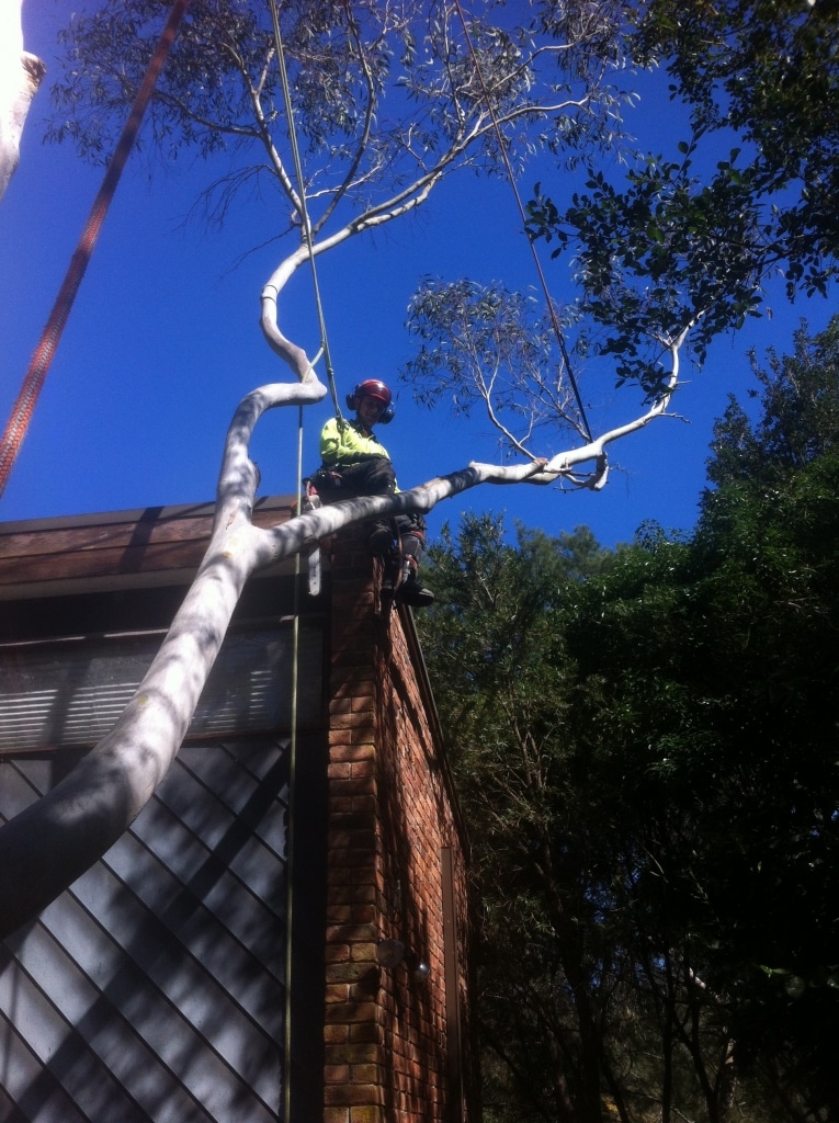 tree pruning wagga
