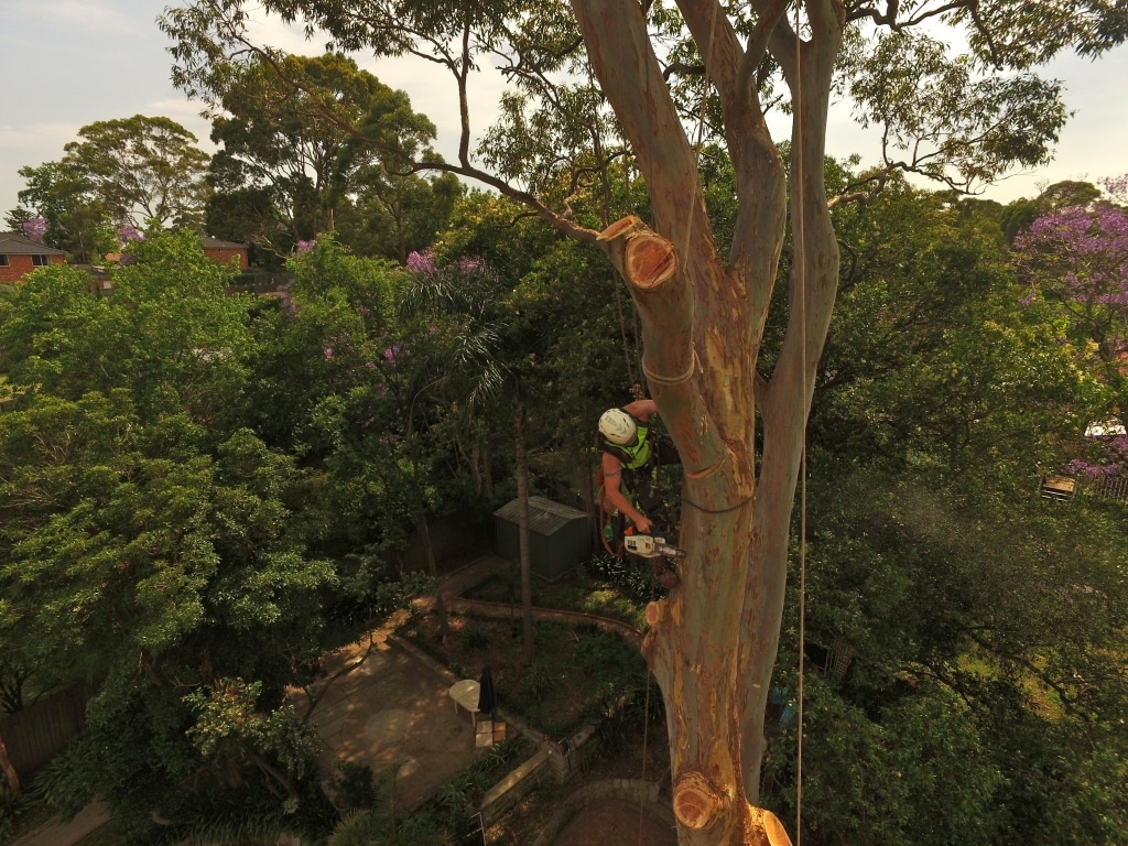 tree removal wagga